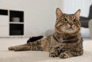 Photo of Tabby cat on floor in living room