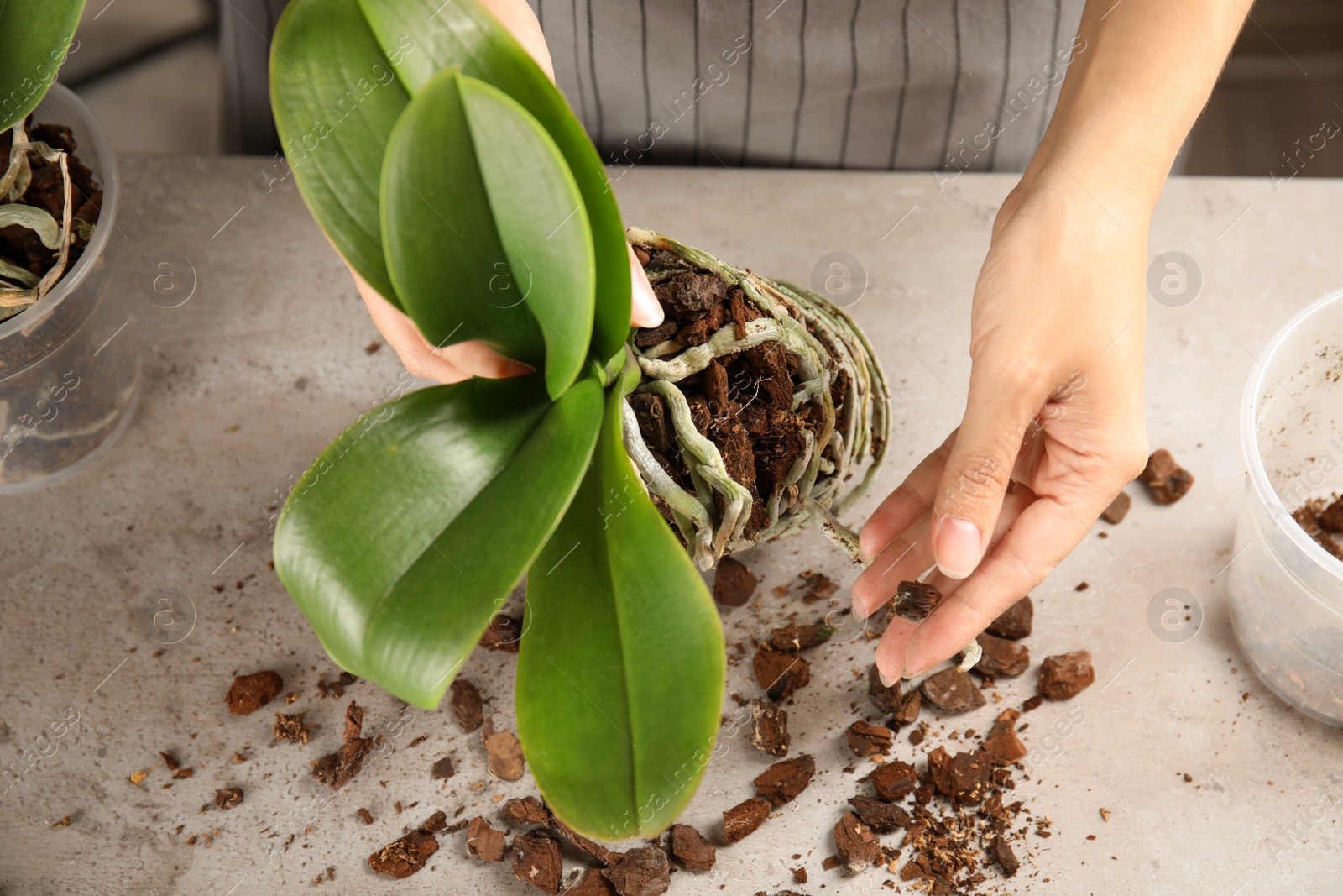 Photo of Woman transplanting orchid plant on table, closeup