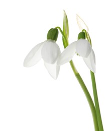 Photo of Beautiful snowdrops on white background. Spring flowers