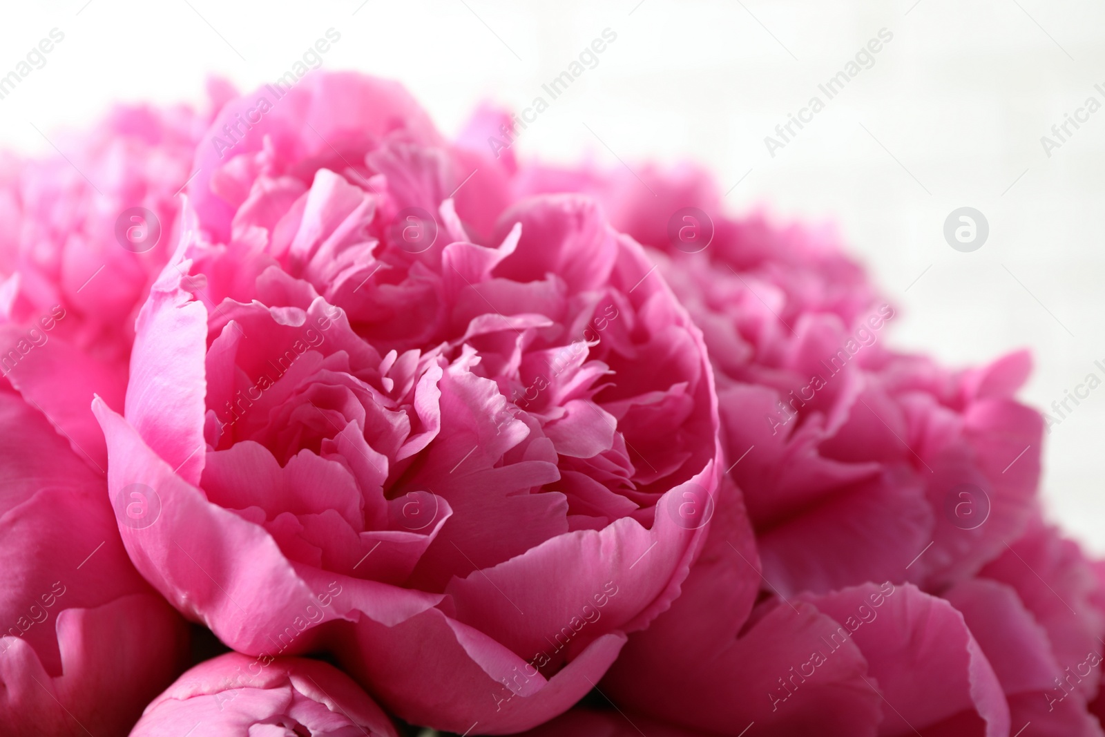 Photo of Beautiful pink peonies on light background, closeup