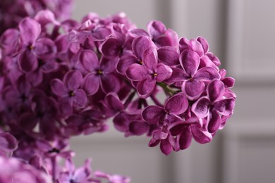 Photo of Beautiful blooming lilac flowers on blurred background, closeup