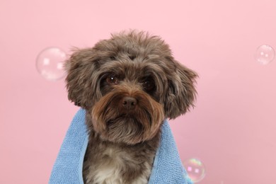 Photo of Cute Maltipoo dog with towel and bubbles on pink background. Lovely pet