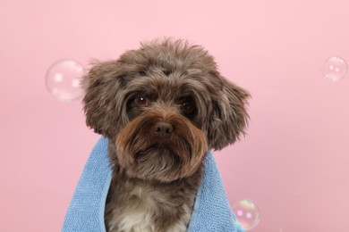 Cute Maltipoo dog with towel and bubbles on pink background. Lovely pet