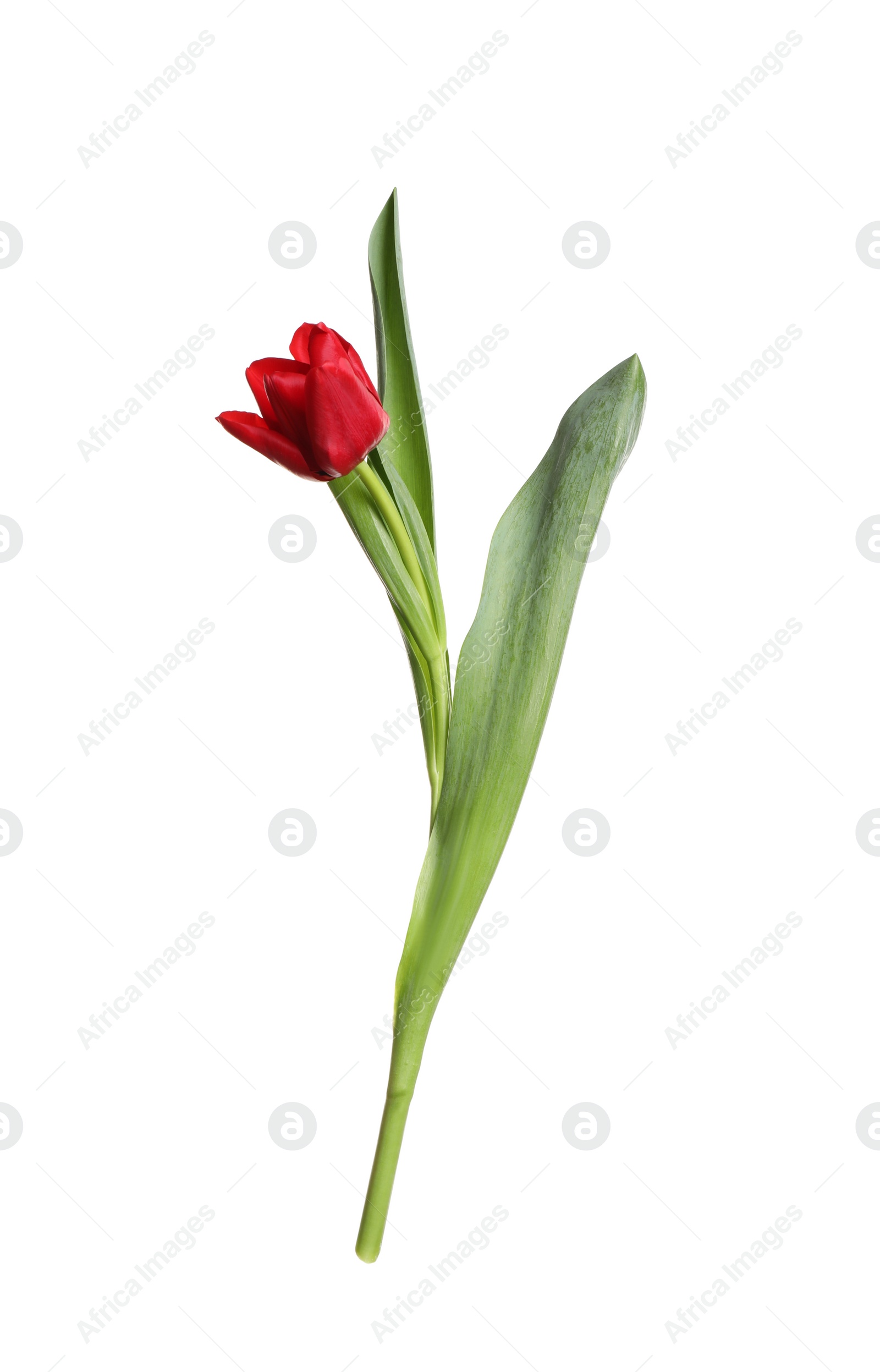 Photo of Beautiful tender spring tulip isolated on white