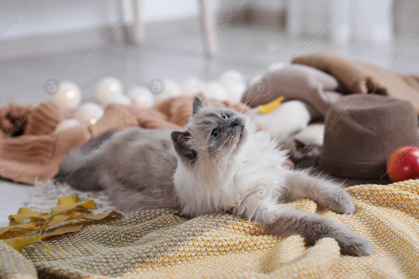 Photo of Cute cat with knitted blanket on floor at home. Warm and cozy winter