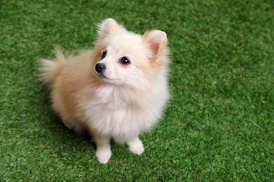 Cute fluffy little dog on green grass