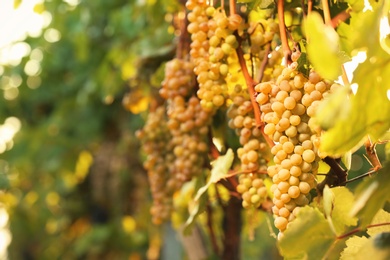 Photo of Fresh ripe juicy grapes growing on branches in vineyard