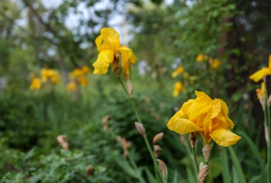 Photo of Beautiful blooming iris plants with yellow flowers growing in garden, space for text