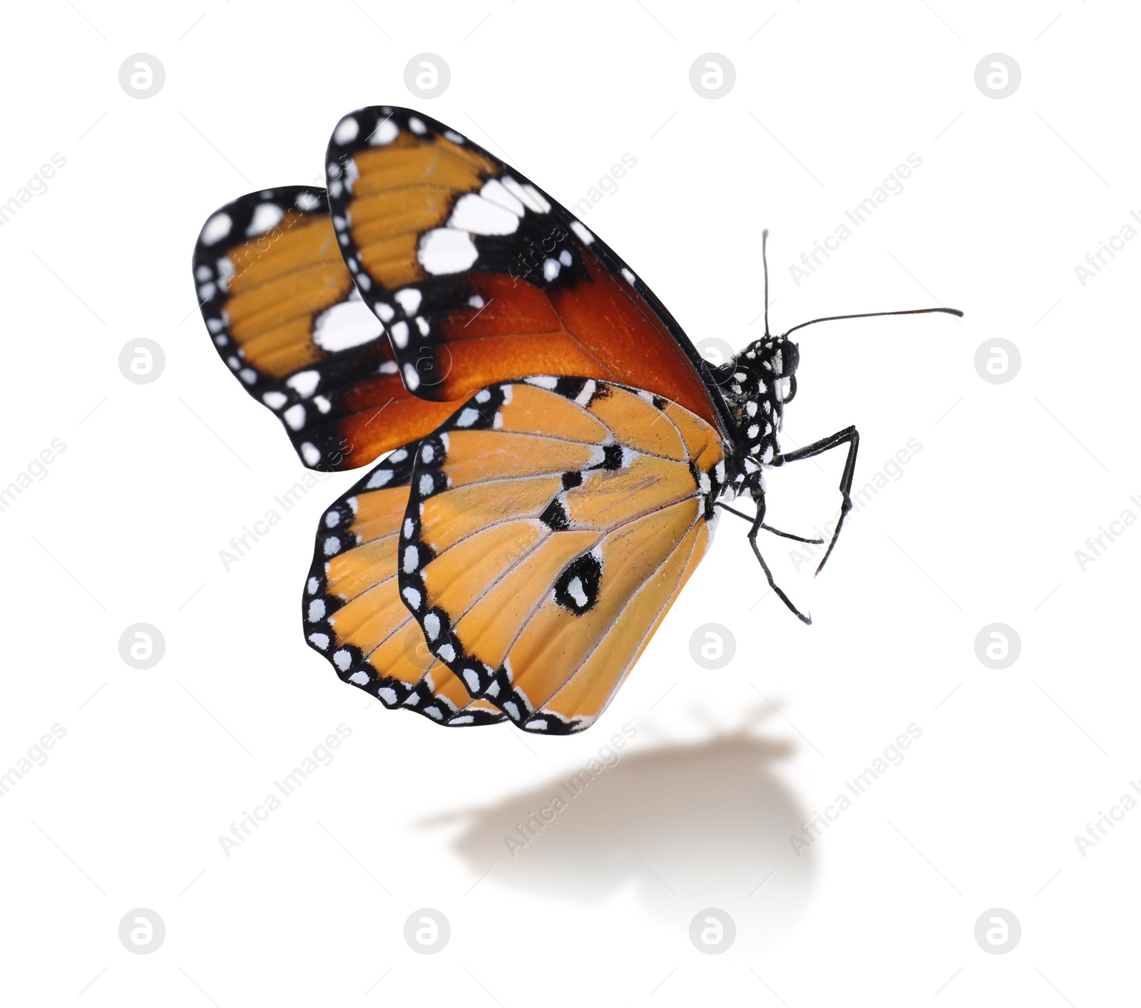 Image of Beautiful plain tiger butterfly on white background