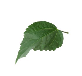 Photo of One green hibiscus leaf isolated on white