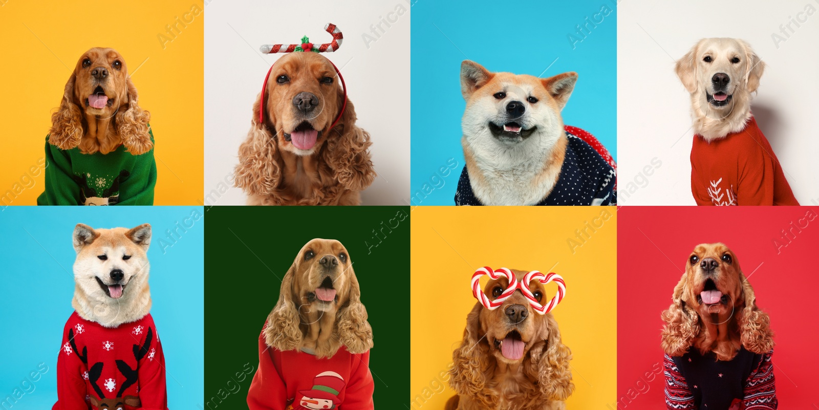 Image of Cute dogs in Christmas sweaters, headband and party glasses on color backgrounds. Banner design