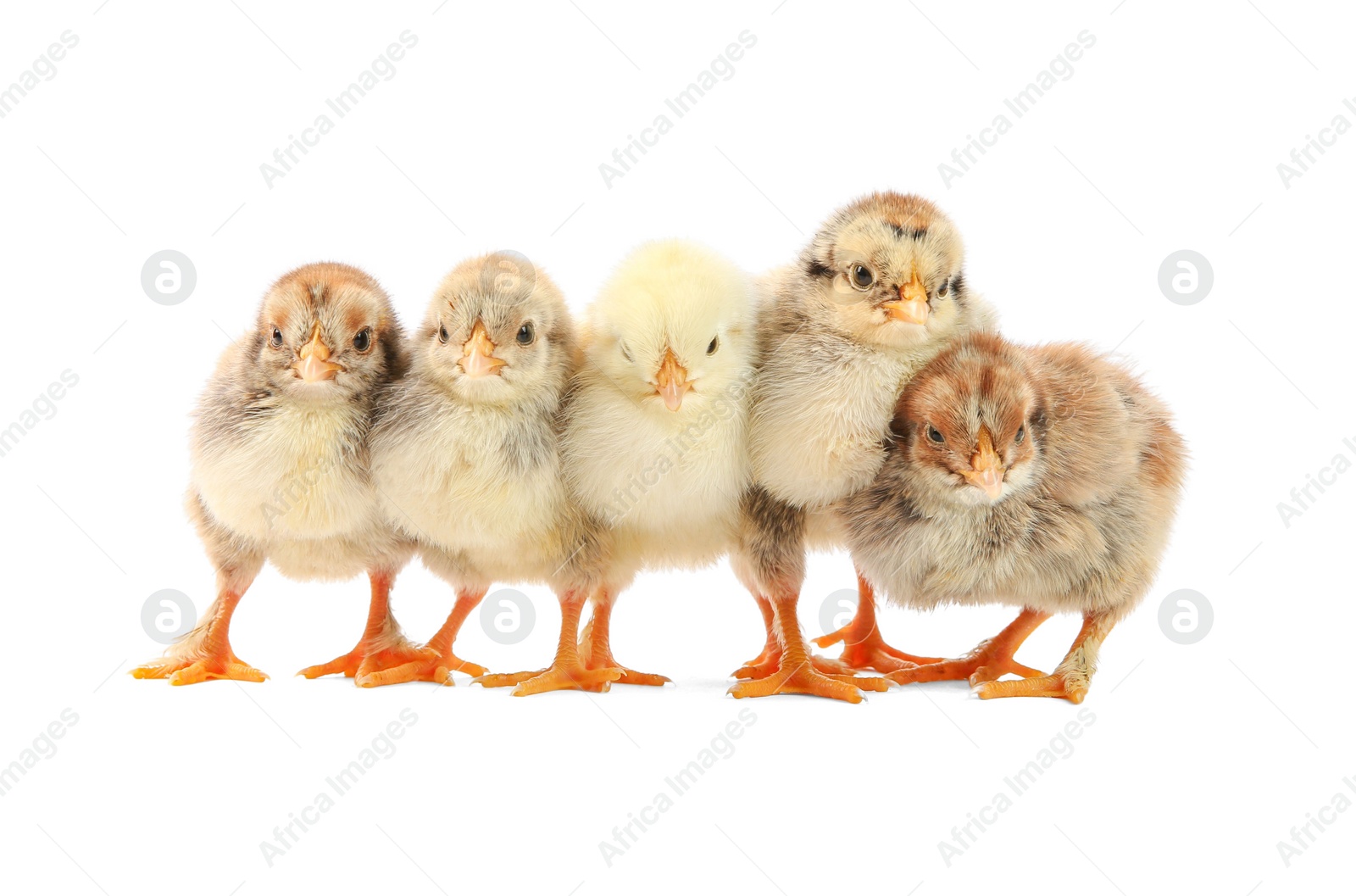 Photo of Many cute chicks isolated on white. Baby animals