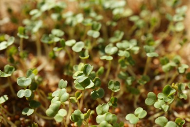 Photo of Growing microgreens. Many sprouted mustard seeds as background, closeup