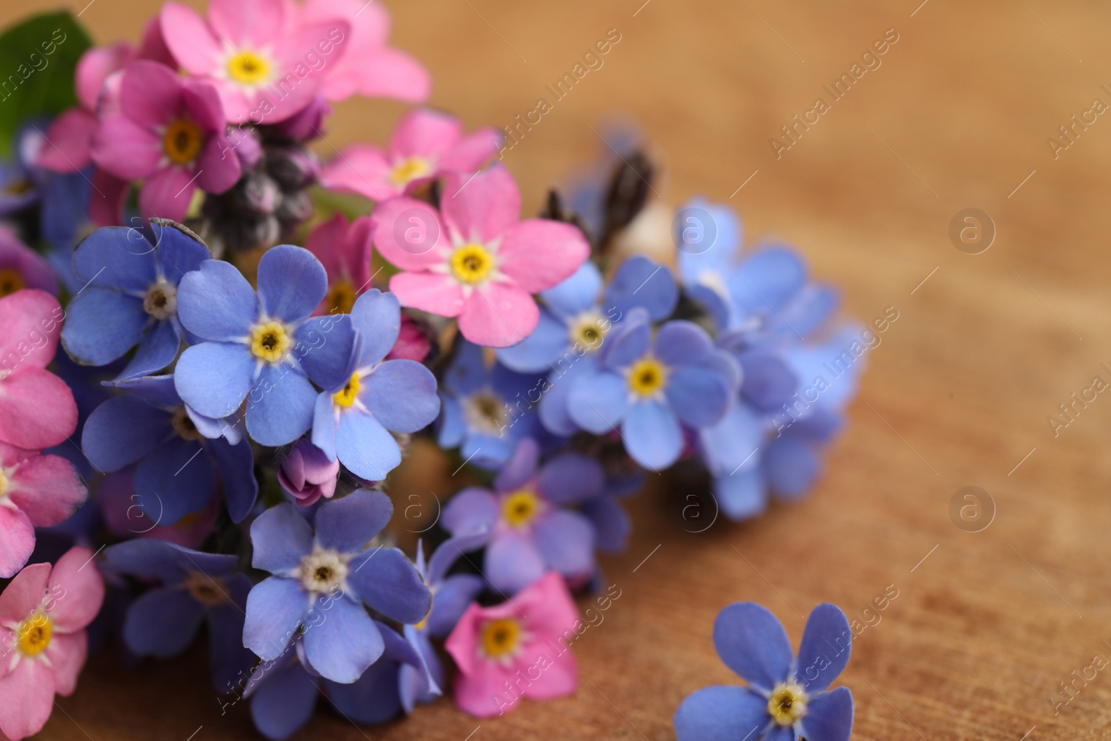 Photo of Beautiful fresh Forget-me-not flowers on wooden table, closeup
