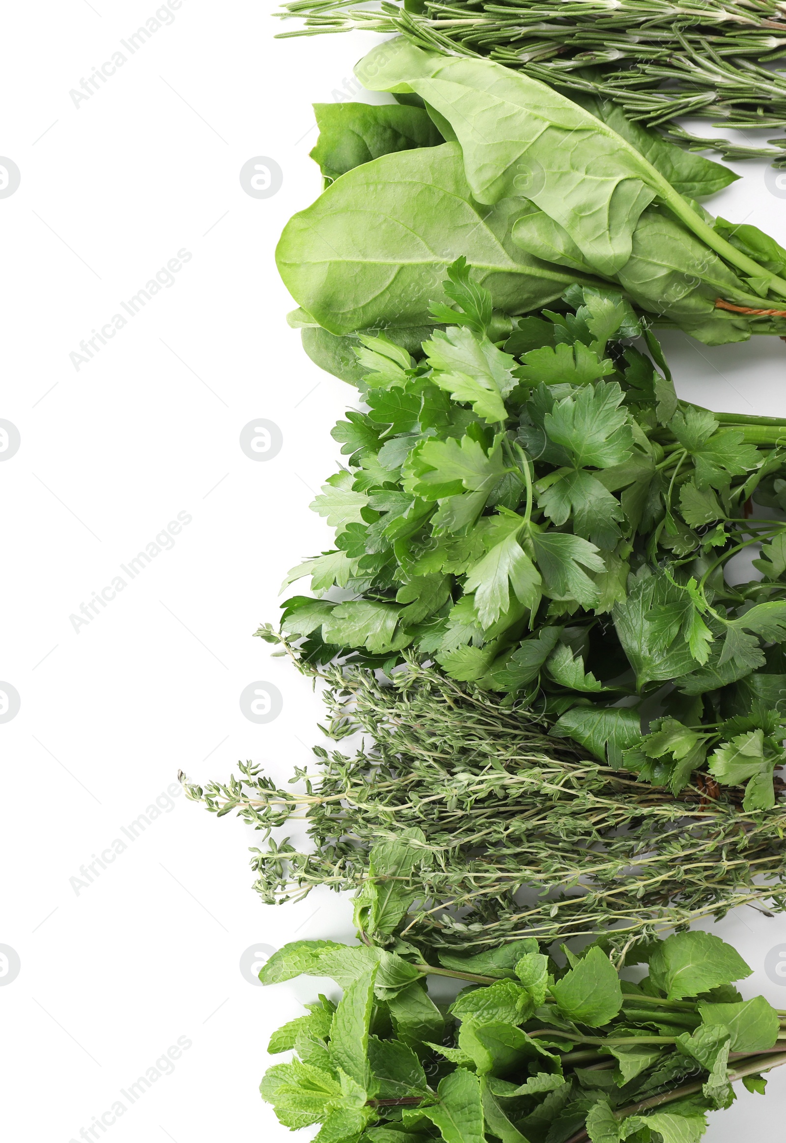 Photo of Composition with fresh green herbs on white background