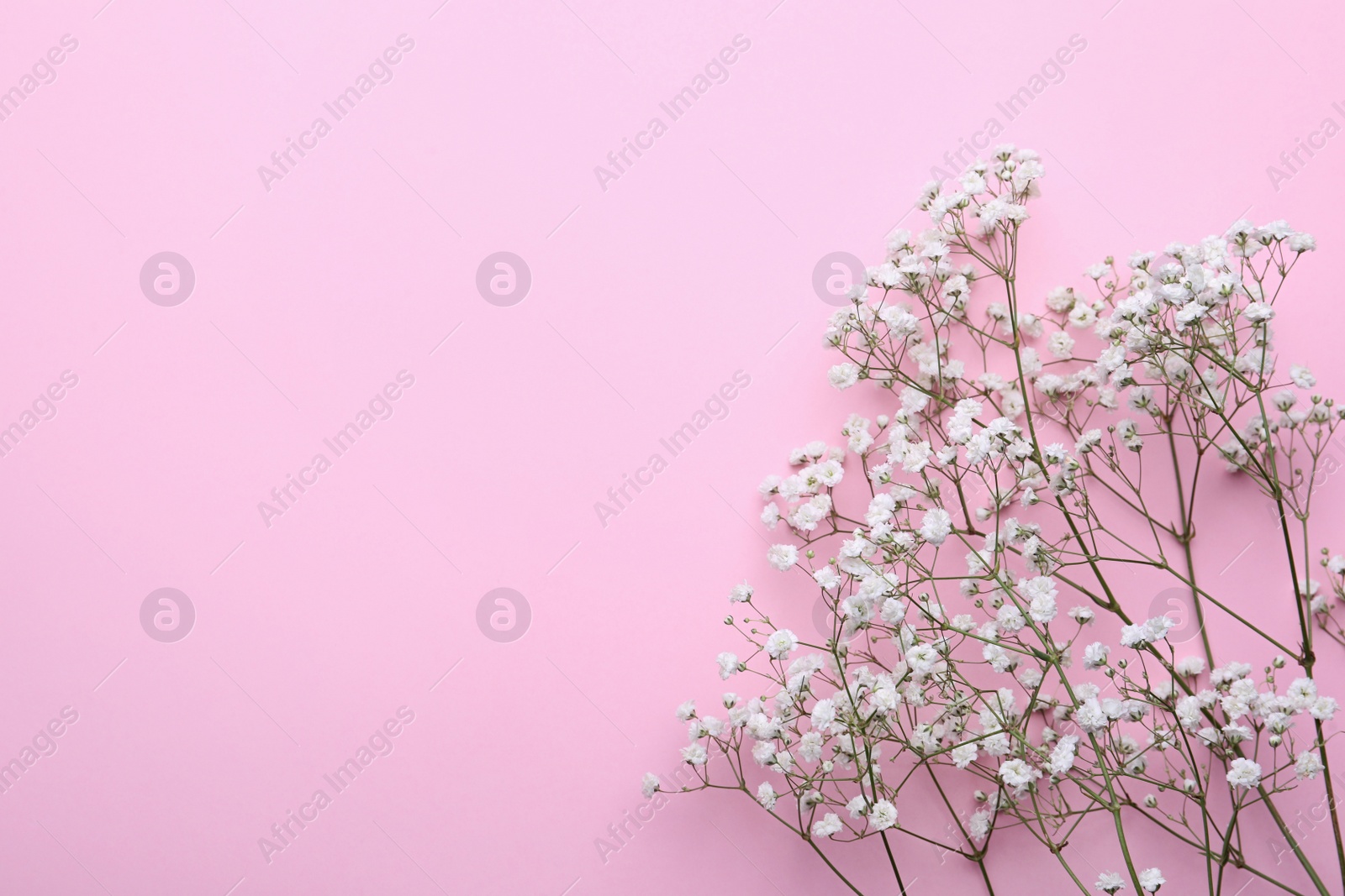 Photo of Beautiful gypsophila flowers on pink background, top view. Space for text
