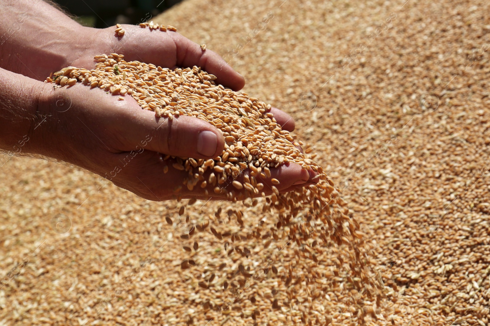 Photo of Man holding wheat over grains, closeup view