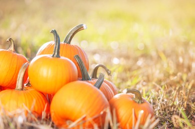 Many ripe orange pumpkins in field, space for text