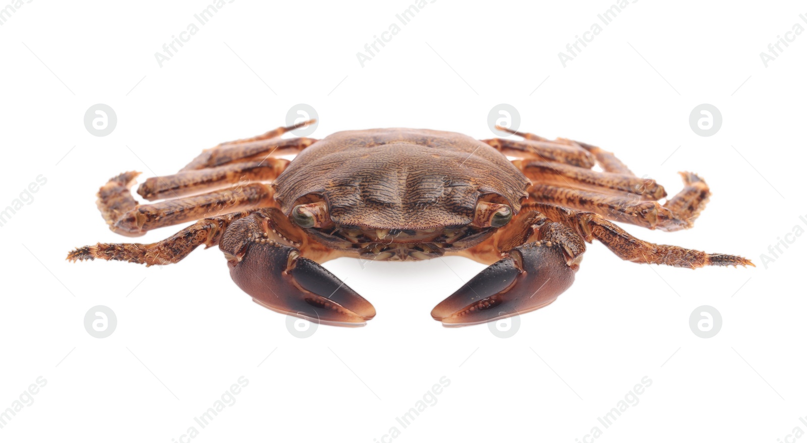 Photo of One fresh raw crab isolated on white