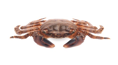 One fresh raw crab isolated on white