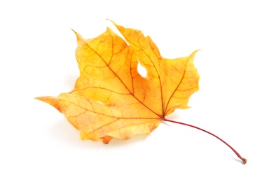 Photo of Beautiful autumn leaf on white background. Fall foliage