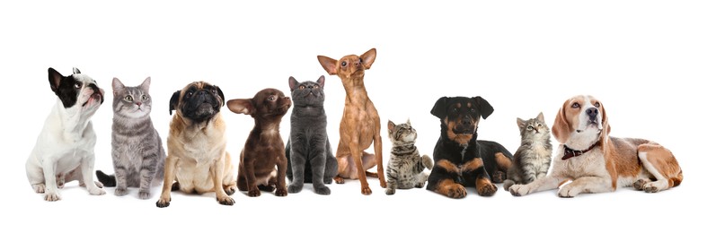 Image of Cute dogs and cats on white background. Banner design