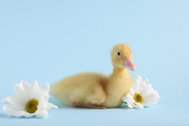 Photo of Baby animal. Cute fluffy duckling near flowers on light blue background