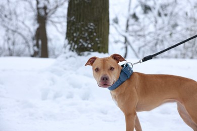 Photo of Cute ginger dog in snowy park. Space for text