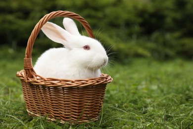 Cute white rabbit in wicker basket on grass outdoors