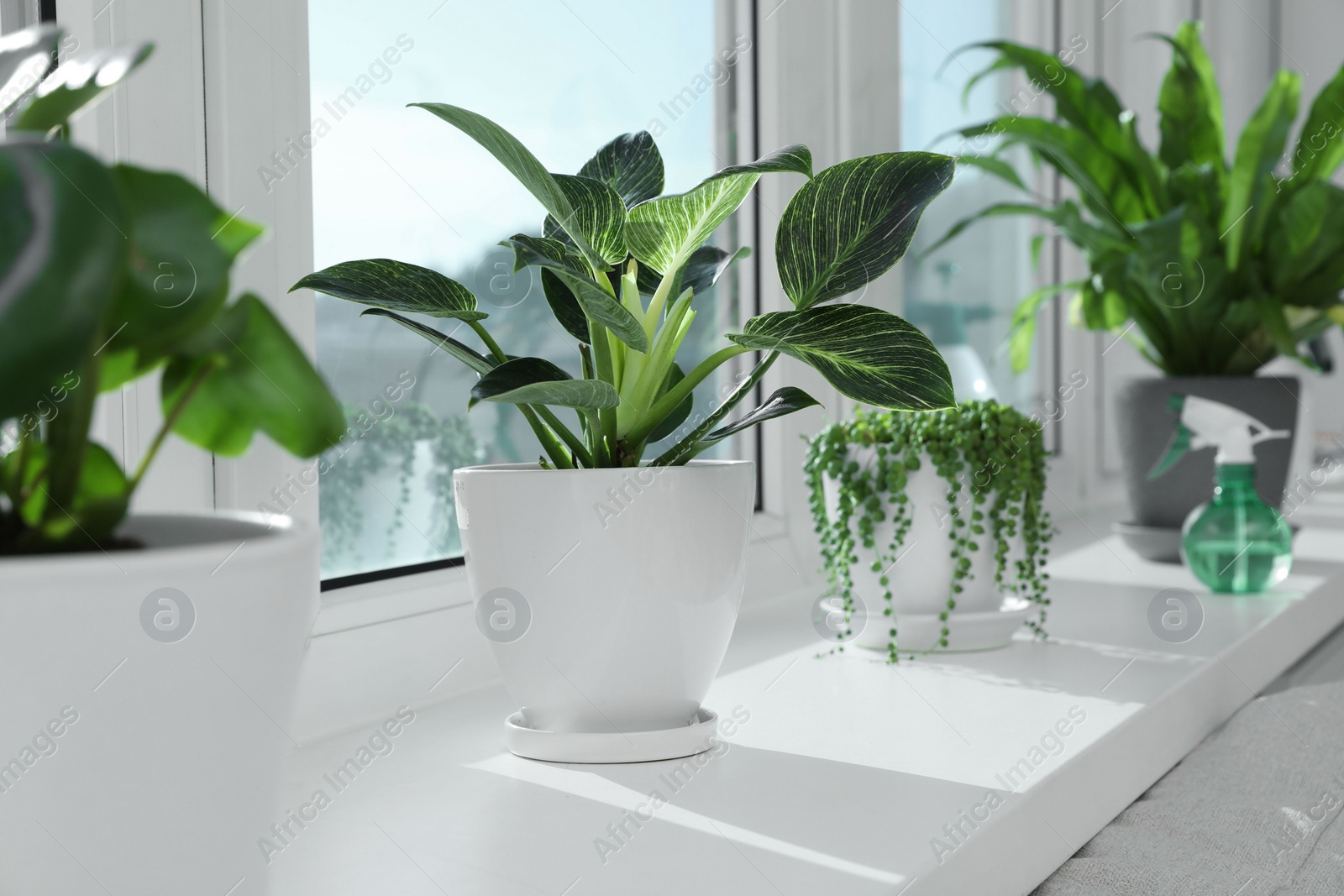 Photo of Many beautiful potted houseplants growing on windowsill indoors