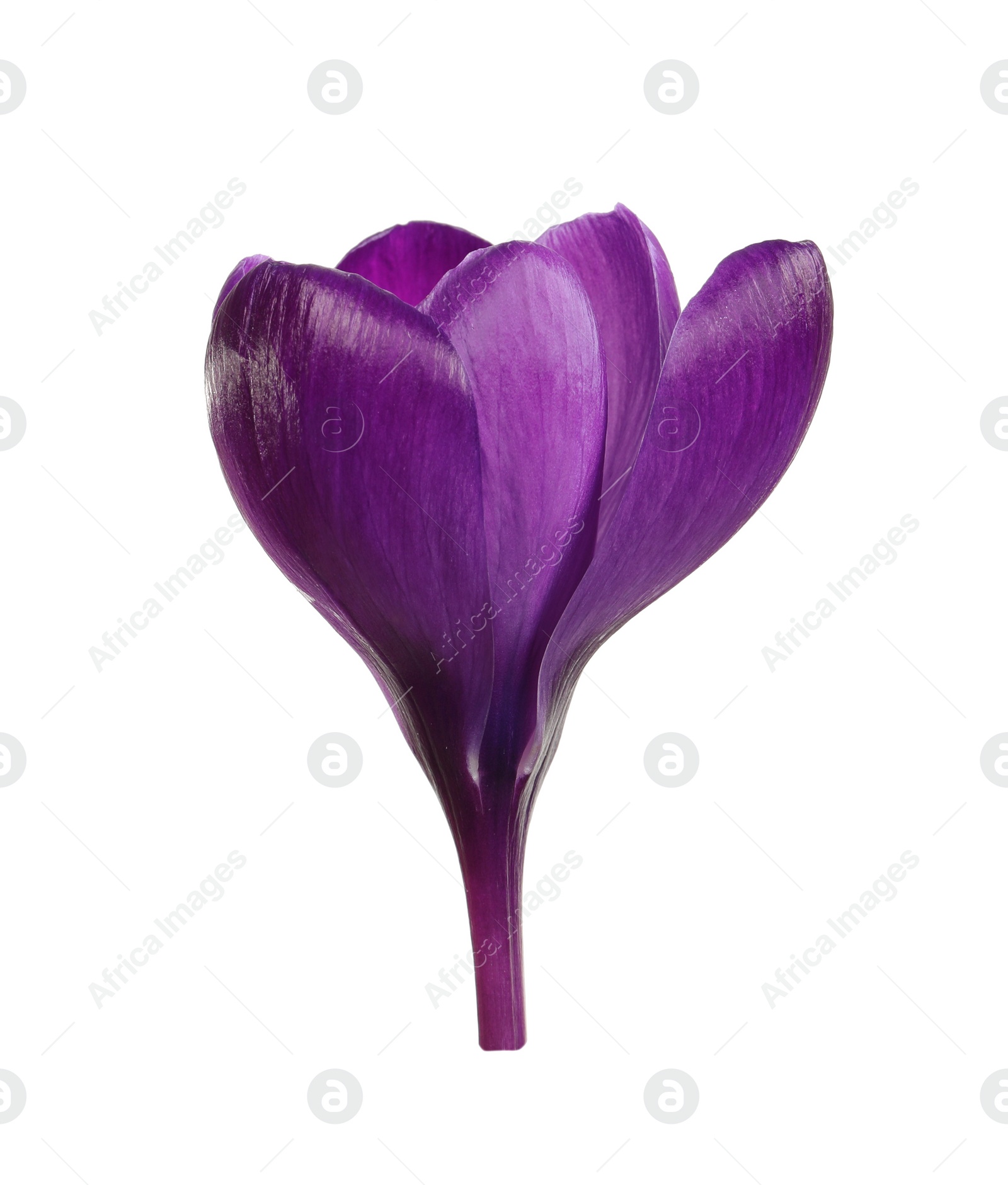 Photo of Beautiful spring crocus flower isolated on white