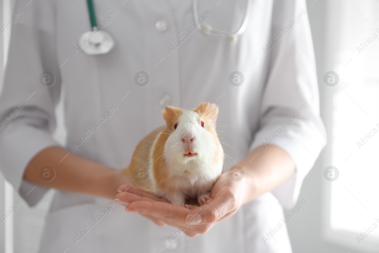 Photo of Female veterinarian examining guinea pig in clinic, closeup