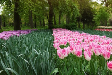 Many beautiful tulip flowers growing in park. Spring season