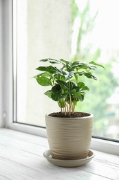 Photo of Fresh coffee plant with green leaves in pot on windowsill