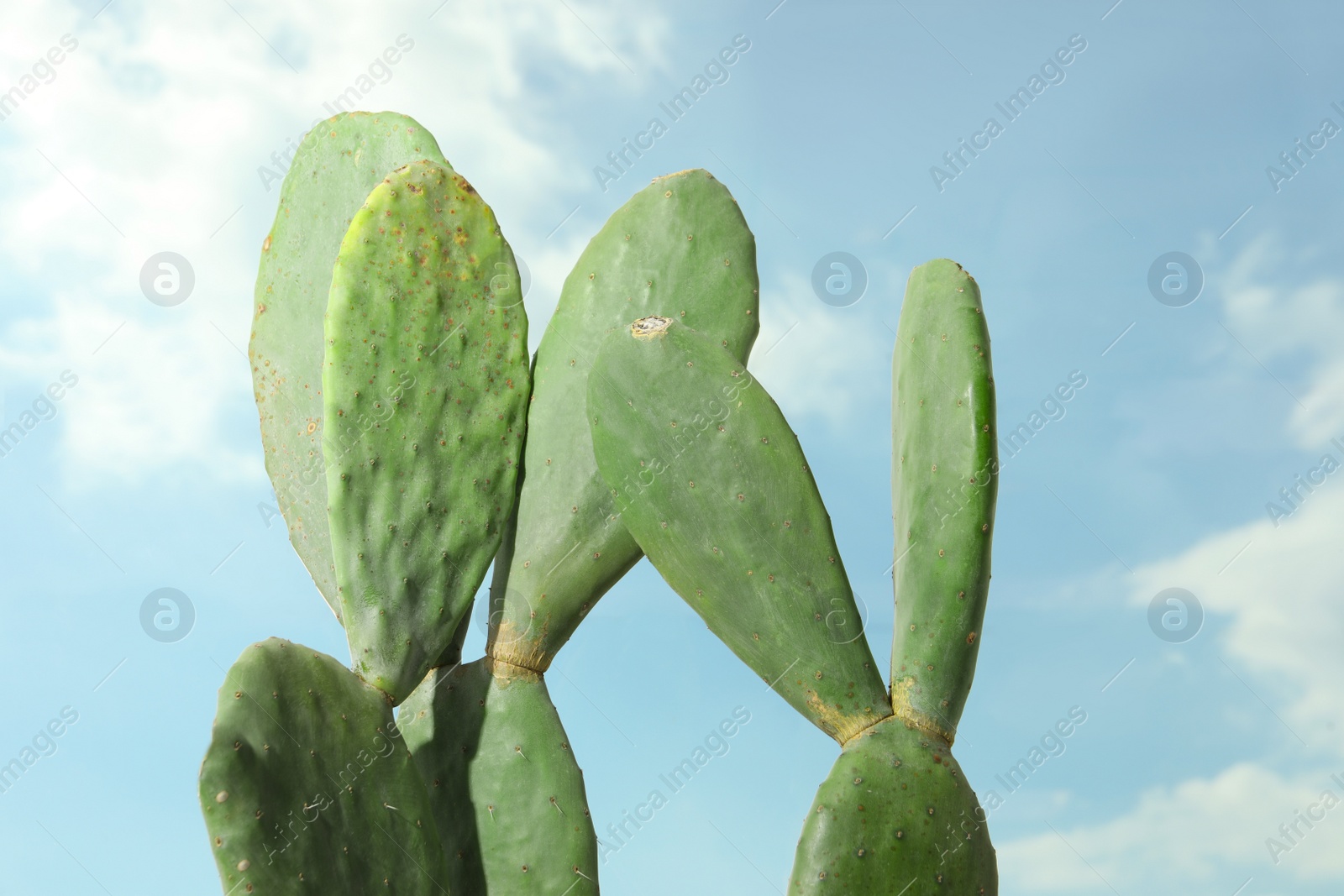 Photo of Beautiful exotic cactus outdoors against blue sky