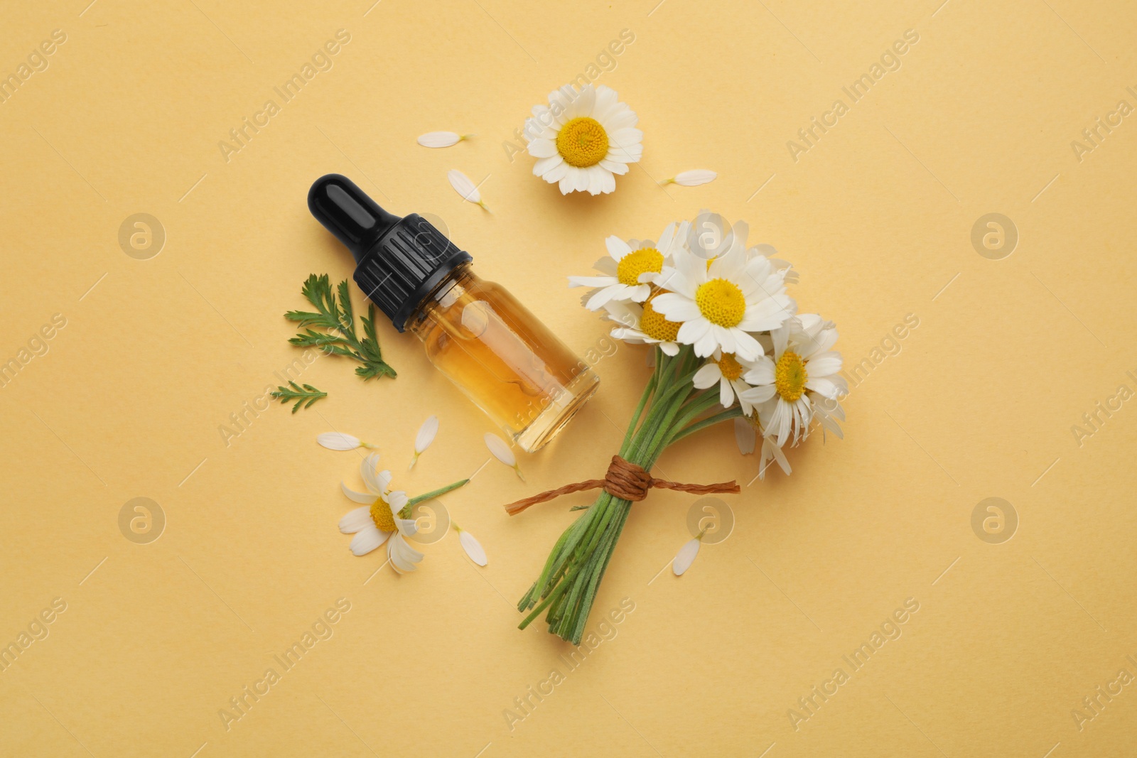 Photo of Flat lay composition with chamomile flowers and cosmetic bottle of essential oil on color background