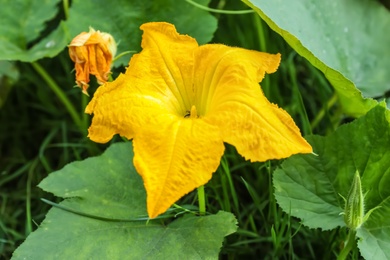 Pumpkin vine with flower and green leaves in garden, closeup