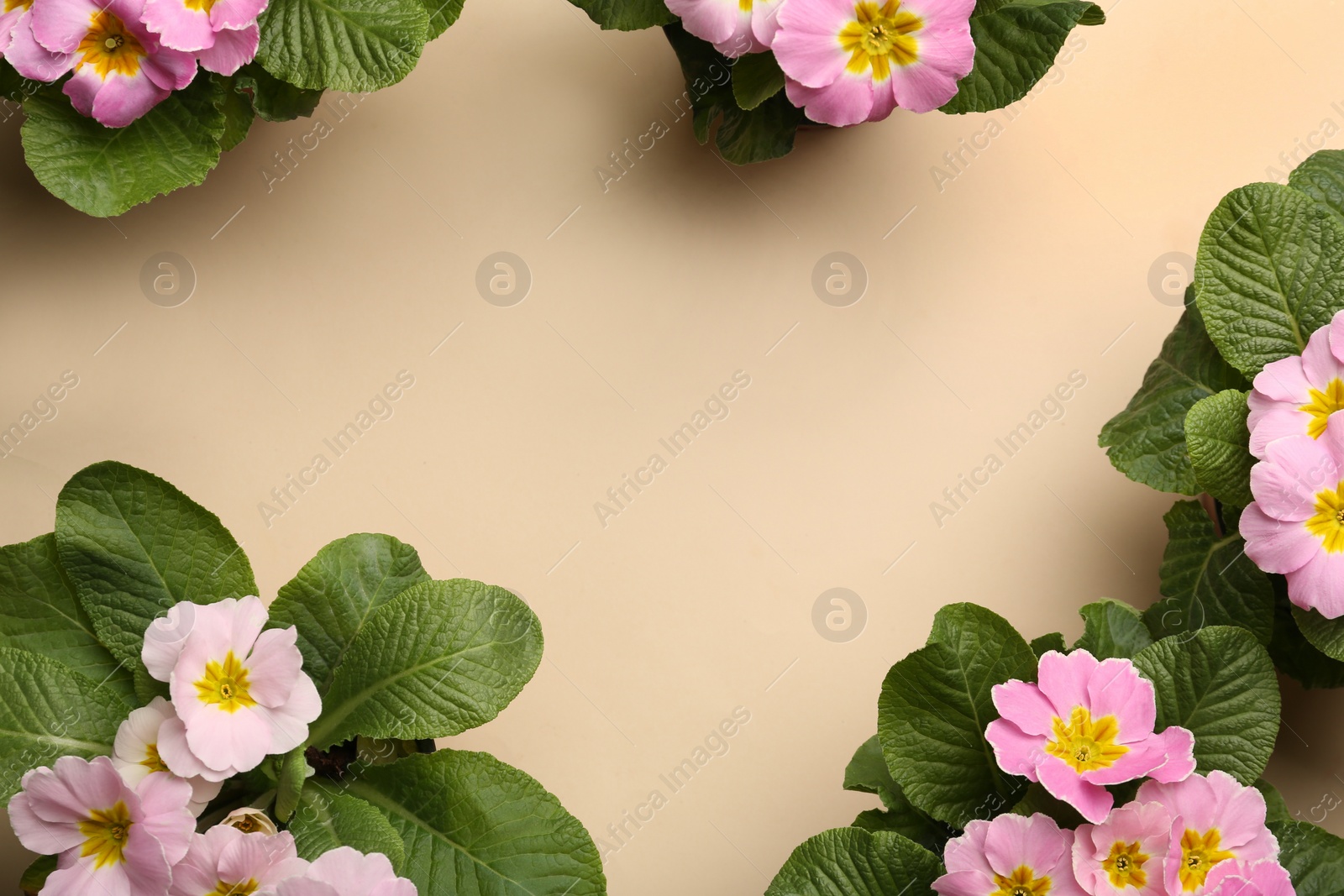 Photo of Frame of beautiful pink primula (primrose) flowers on beige background, flat lay with space for text. Spring blossom