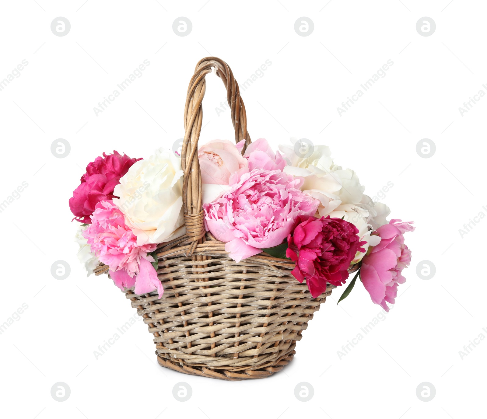 Photo of Beautiful peonies in wicker basket isolated on white