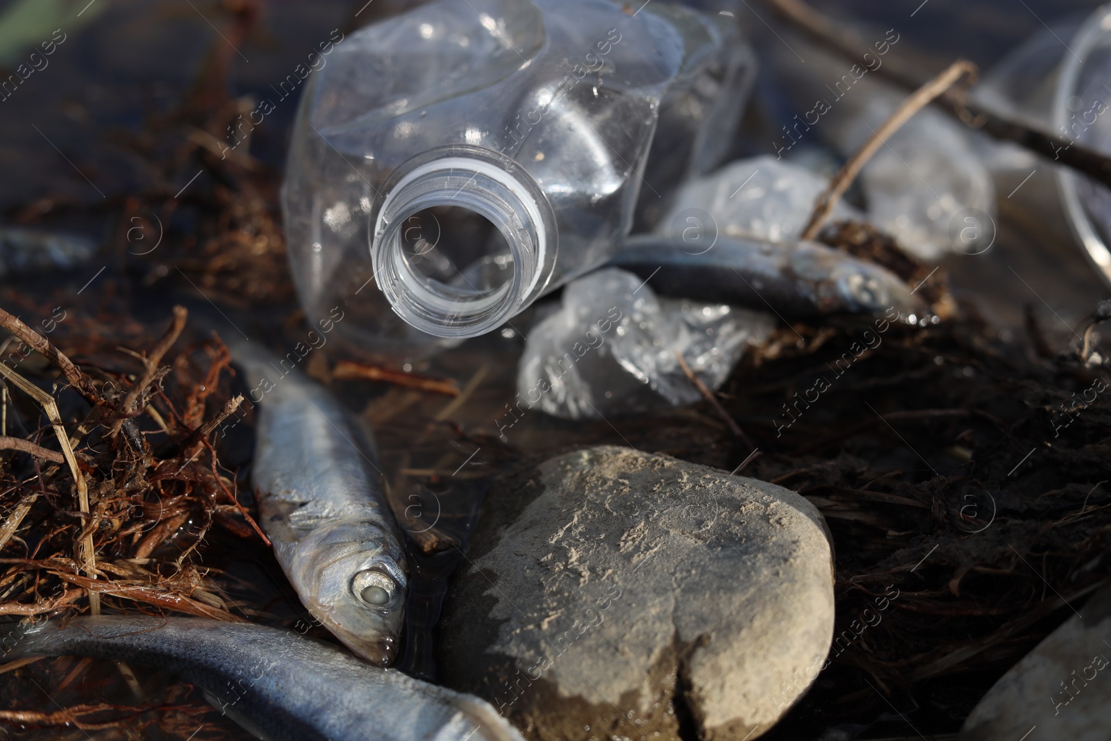 Photo of Dead fishes among trash near river, closeup. Environmental pollution concept