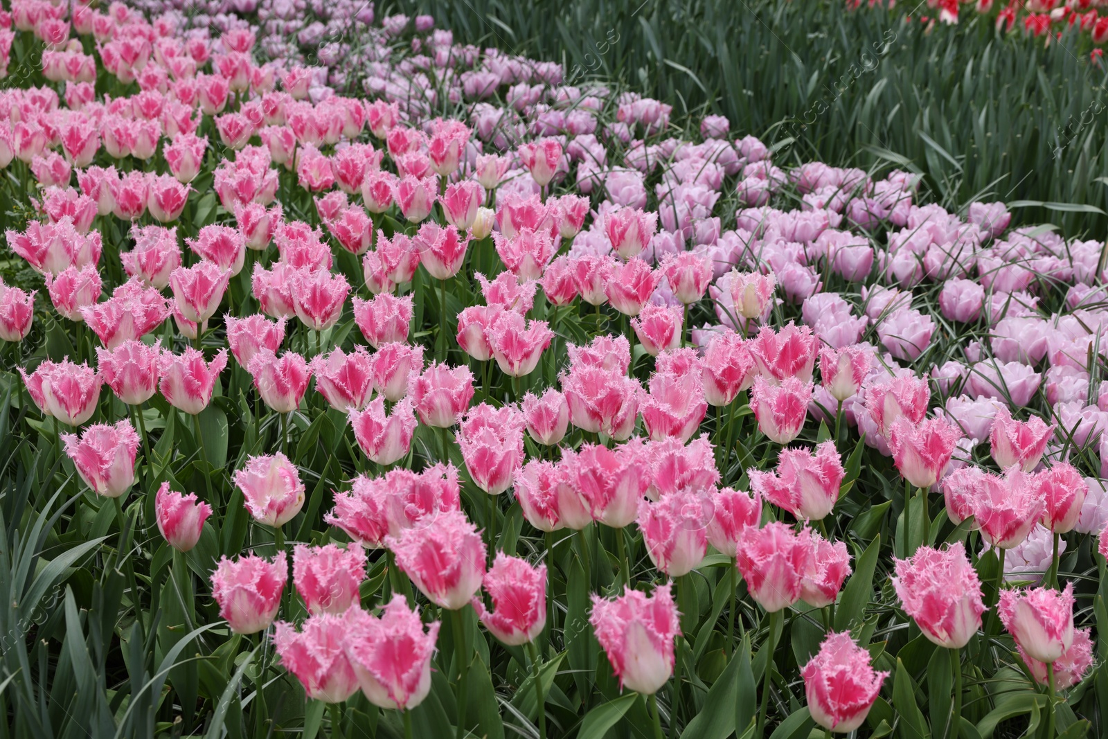 Photo of Many beautiful tulip flowers growing outdoors. Spring season