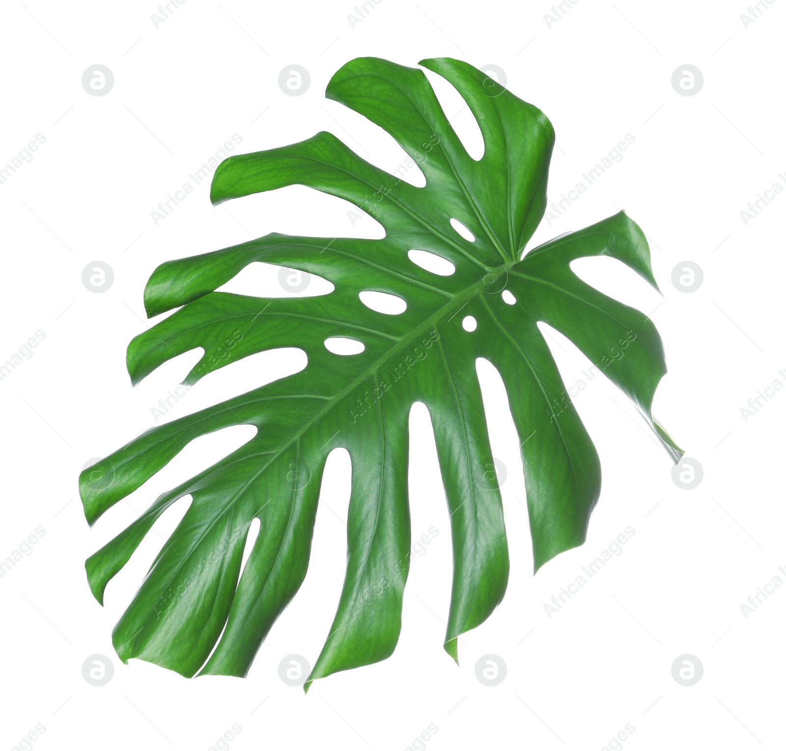 Photo of Tropical monstera leaf isolated on white