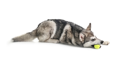 Cute Alaskan Malamute dog with toy ball on white background