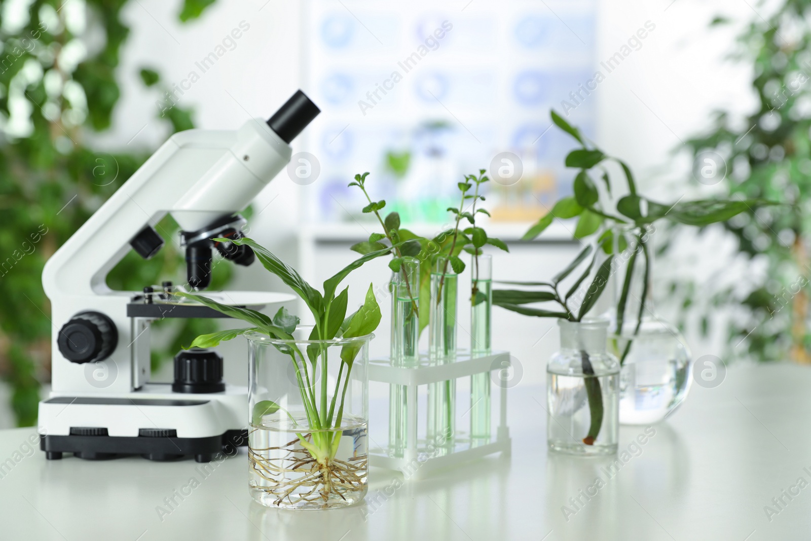 Photo of Laboratory glassware with plants and microscope on table. Biological chemistry