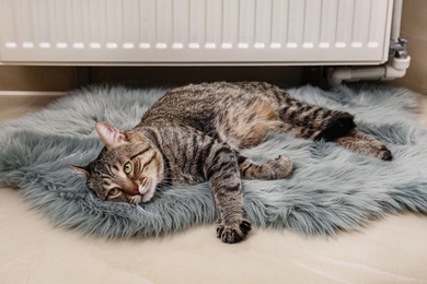 Cute tabby cat on faux fur rug near heating radiator indoors