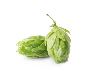 Photo of Fresh green hops on white background. Beer production