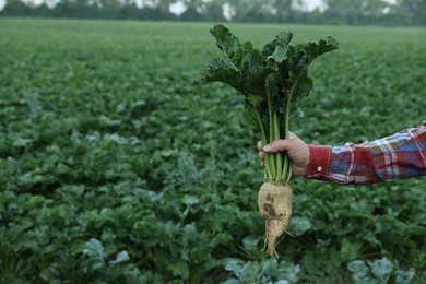 Photo of Man holding white beet in field, closeup. Space for text