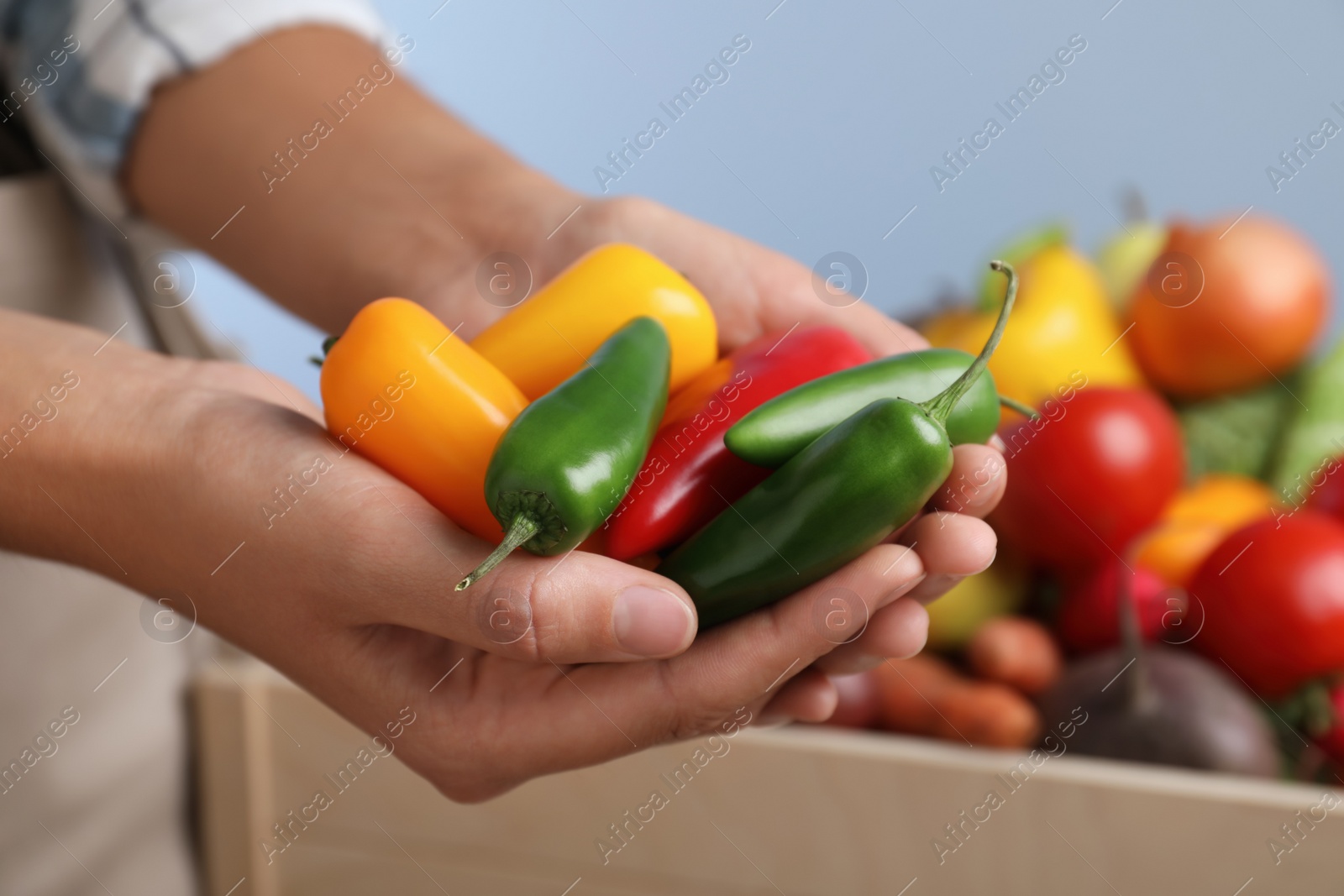 Photo of Farmer holding fresh ripe peppers on blue background, closeup. Harvesting time