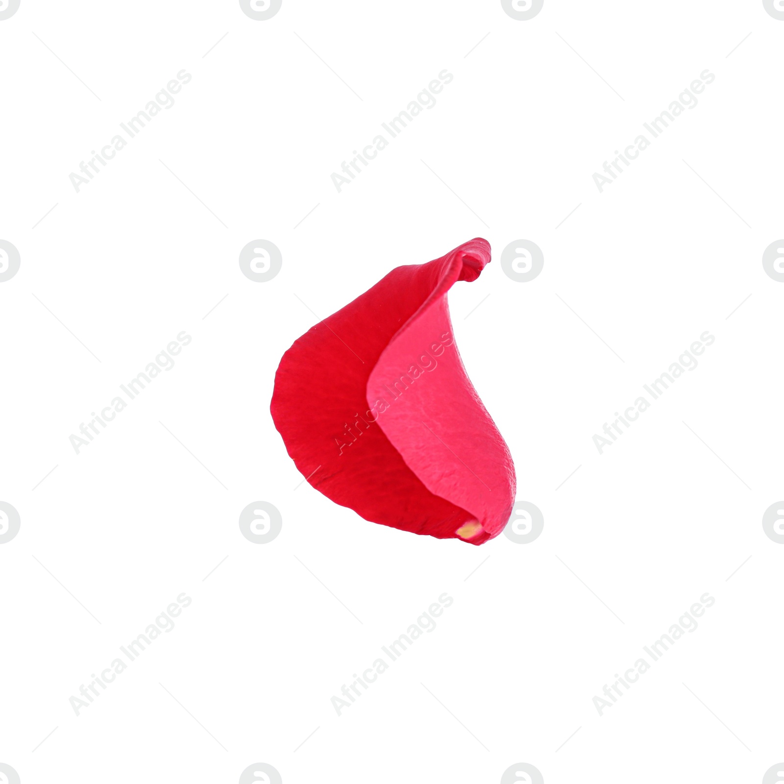 Photo of Tender red rose petal isolated on white