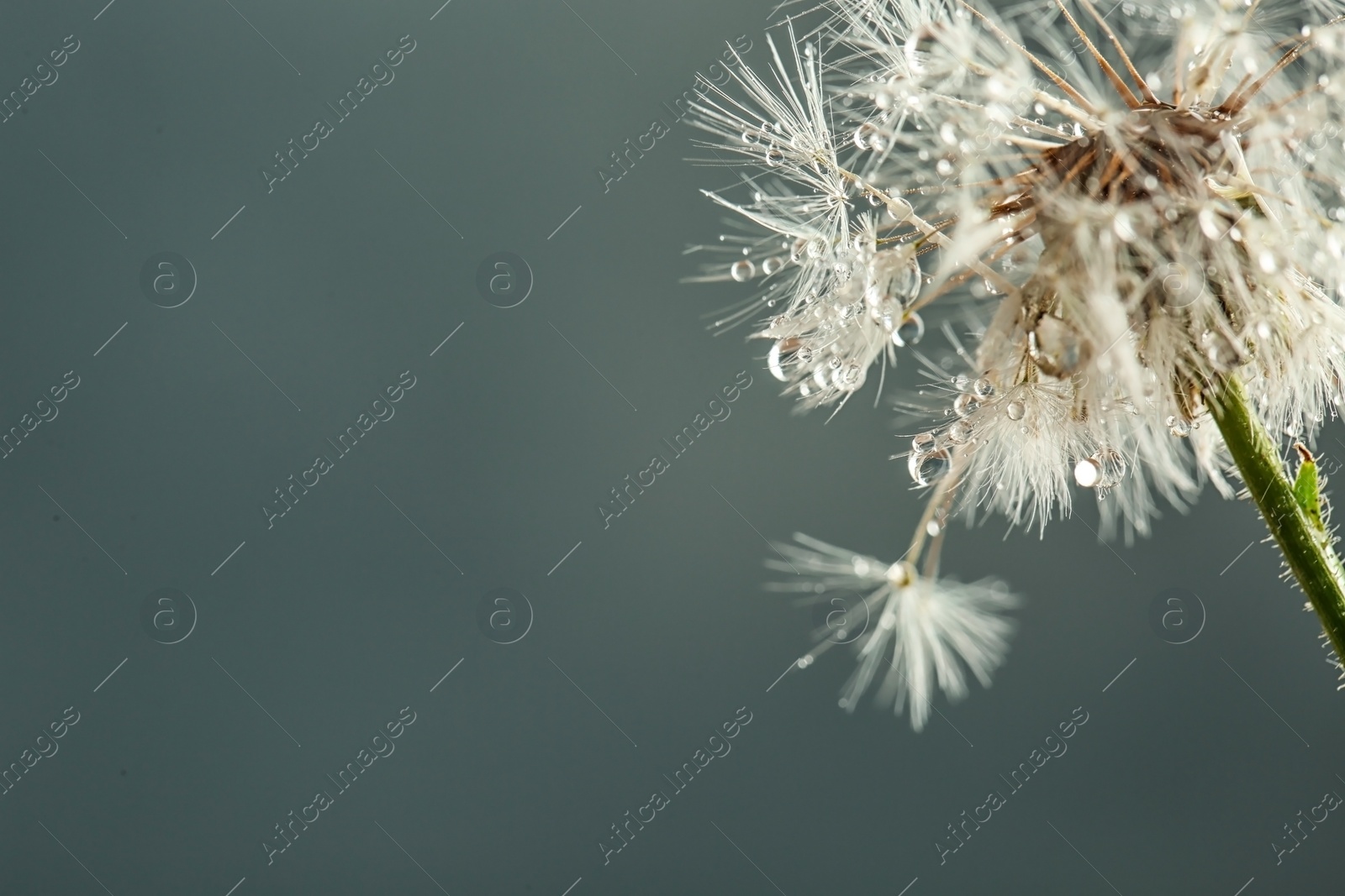 Photo of Beautiful dandelion flower with water drops on color background, closeup